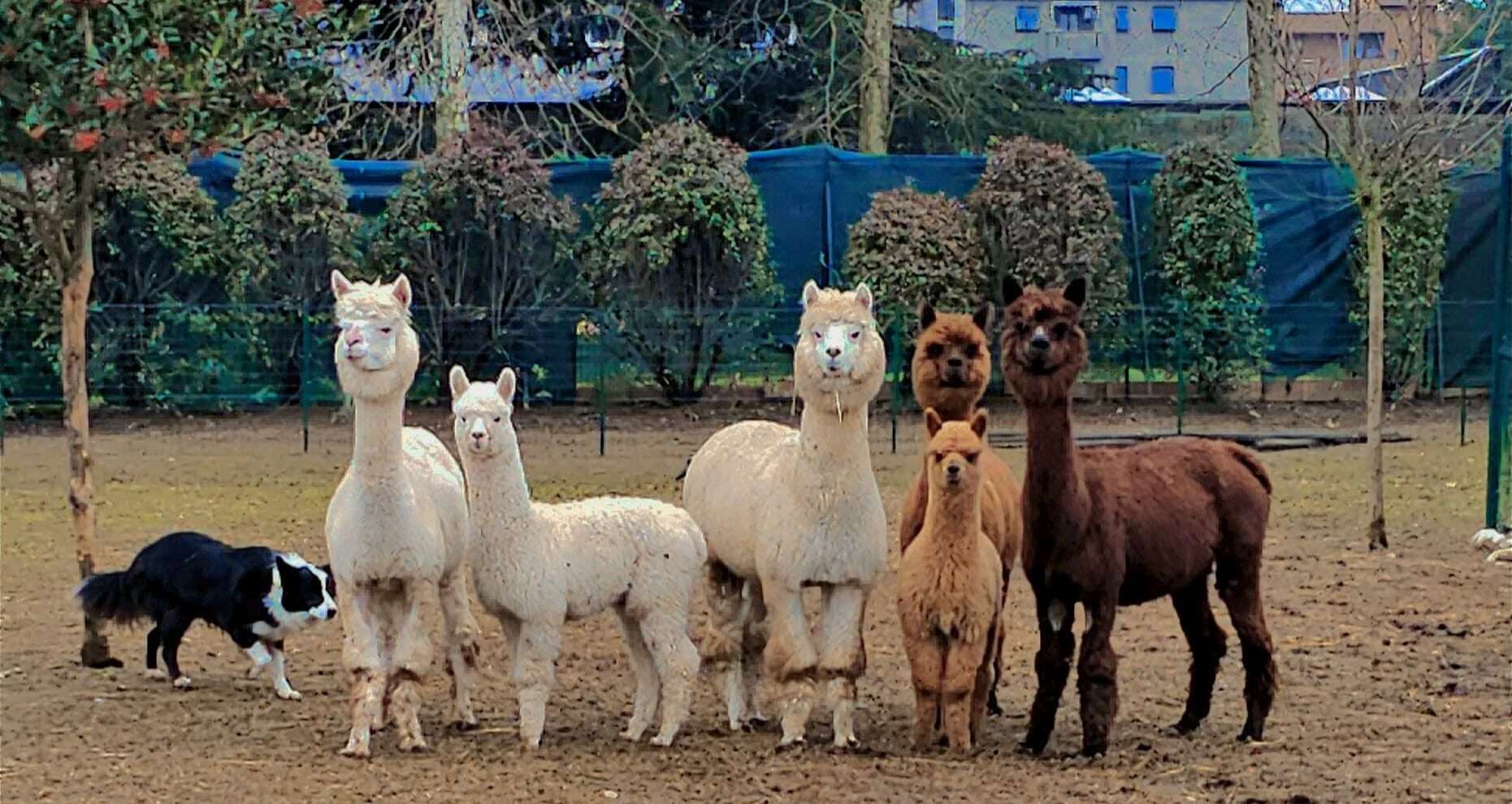 alpaca adozione paderno